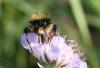 Bombus lapidarius